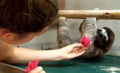 高空树懒小姐姐,揭秘神秘树屋中的生活奇遇