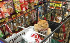 超市猫网红,萌宠魅力征服网友，日常趣事引热议