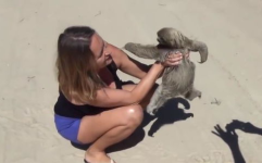 高空树懒小姐姐,揭秘神秘树屋中的生活奇遇